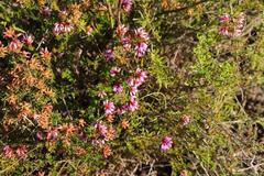 Erica dispar