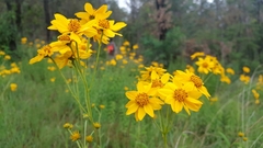 Verbesina parviflora