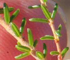 Erica dispar