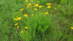 Verbesina parviflora