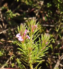 Muraltia knysnaensis