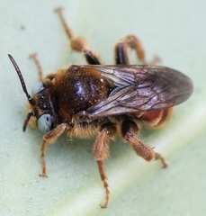 Epeoloides coecutiens