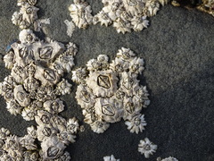 Chthamalus dentatus