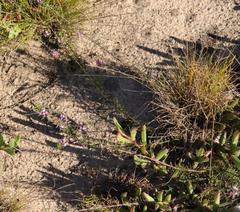 Muraltia knysnaensis