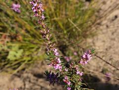 Muraltia knysnaensis