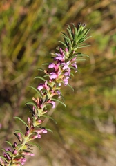 Muraltia knysnaensis