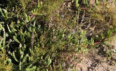 Muraltia knysnaensis