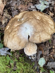 Boletus nobilis