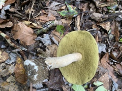 Boletus nobilis