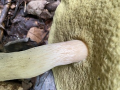 Boletus nobilis