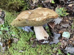 Boletus nobilis