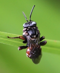 Epeoloides coecutiens