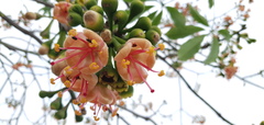 Ceiba pentandra