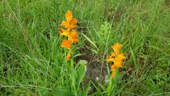 Dichromanthus aurantiacus