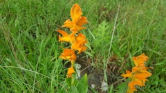 Dichromanthus aurantiacus