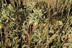 Hermannia lavandulifolia