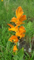 Dichromanthus aurantiacus