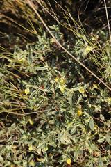 Hermannia lavandulifolia