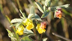 Hermannia lavandulifolia