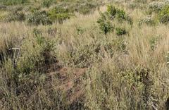 Hermannia lavandulifolia