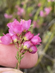 Erica axilliflora