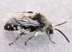 Melecta