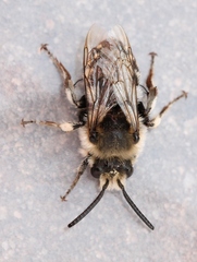 Melecta