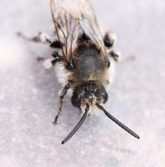 Melecta
