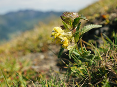 Rhinanthus glacialis