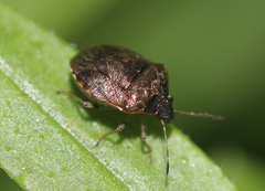 Cosmopepla intergressa