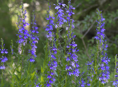 Lobelia sessilifolia