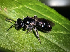 Lasioglossum coeruleum