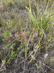 Erica axilliflora