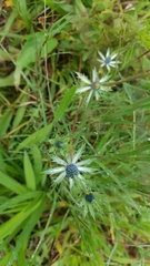 Eryngium beecheyanum