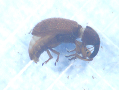 Otiorhynchus singularis