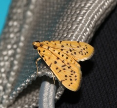 Conogethes punctiferalis