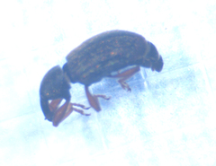 Otiorhynchus singularis