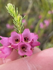 Erica axilliflora