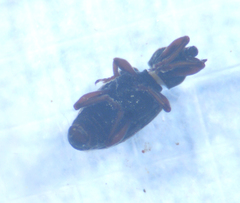 Otiorhynchus singularis