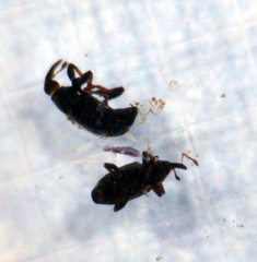 Otiorhynchus singularis