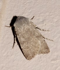 Euxoa comosa