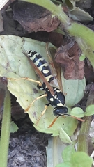 Polistes gallicus