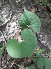 Asarum canadense