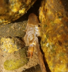 Pacifastacus leniusculus