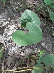 Asarum canadense