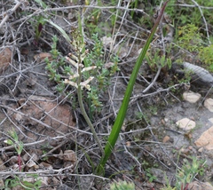 Lachenalia schlechteri