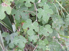 Vitis mustangensis