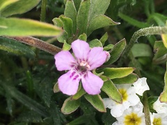 Dyschoriste microphylla