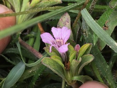 Dyschoriste microphylla