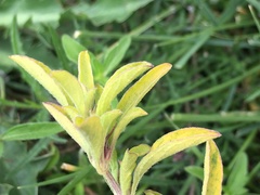 Dyschoriste microphylla